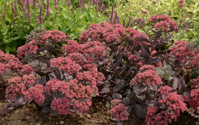 Sunsparkler® Dazzleberry - Sedum hybrid from E.C. Brown's Nursery Sunsparkler® Dazzleberry - Sedum hybrid from E.C. Brown's Nursery