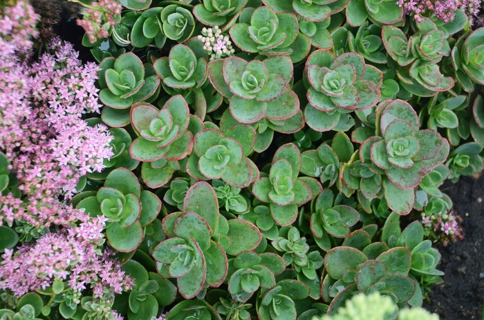 Sunsparkler® Lime Zinge - Sedum hybrid from E.C. Brown's Nursery Sunsparkler® Lime Zinge - Sedum hybrid from E.C. Brown's Nursery