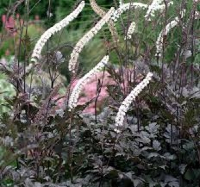 Acanthus Black Negligee - Black bugbane from E.C. Brown's Nursery Acanthus Black Negligee - Black bugbane from E.C. Brown's Nursery