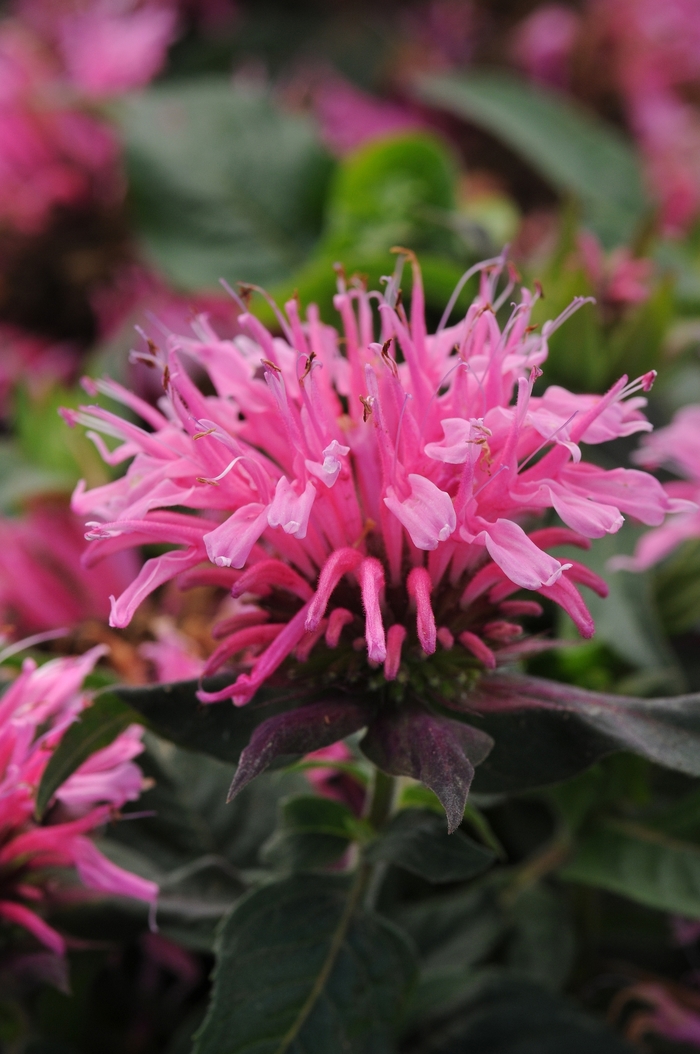 Balmy Pink Beebalm - Monarda didyma 'Balmy Pink' from E.C. Brown's Nursery Balmy Pink Beebalm - Monarda didyma 'Balmy Pink' from E.C. Brown's Nursery