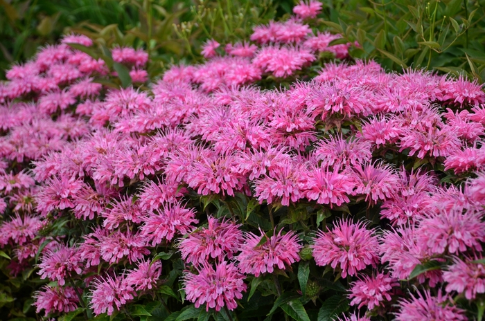 Sugar Buzz® Bubblegum Blast - Monarda didyma from E.C. Brown's Nursery