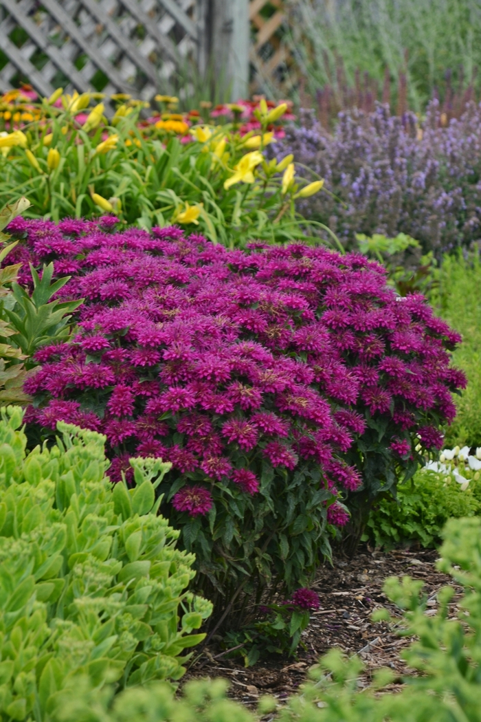 Sugar Buzz® Grape Gumball - Monarda didyma from E.C. Brown's Nursery