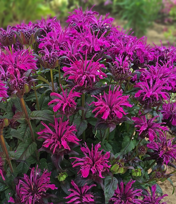 Sugar Buzz® Rockin’ Raspberry - Monarda didyma from E.C. Brown's Nursery Sugar Buzz® Rockin’ Raspberry - Monarda didyma from E.C. Brown's Nursery