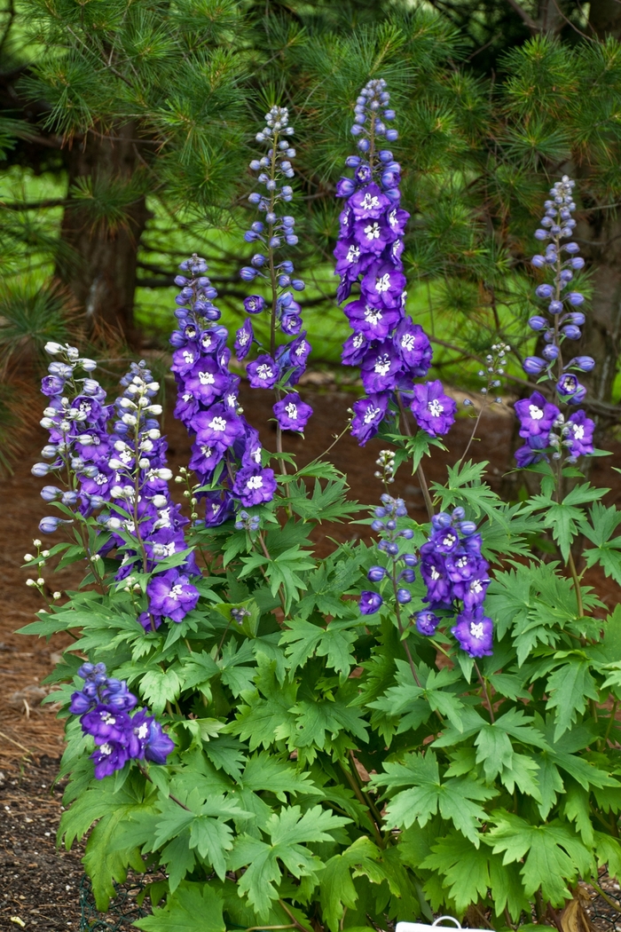 Purple Passion Delphinium - Delphinium elatum 'Purple Passion' (Delphinium) from E.C. Brown's Nursery Purple Passion Delphinium - Delphinium elatum 'Purple Passion' (Delphinium) from E.C. Brown's Nursery