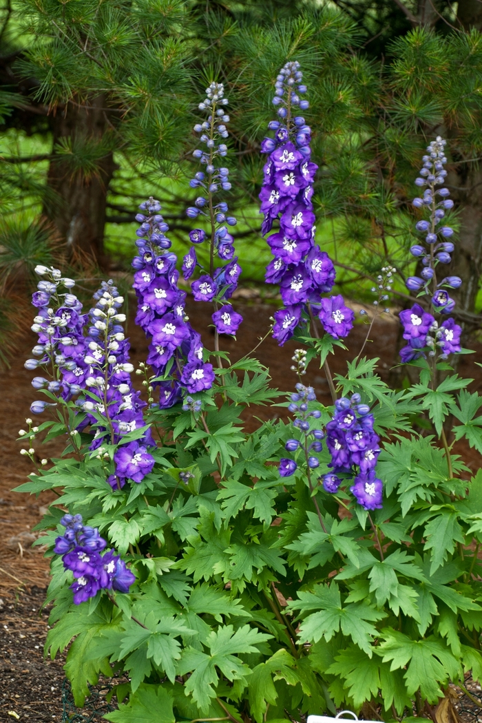 Purple Passion Delphinium - Delphinium elatum 'Purple Passion' (Delphinium) from E.C. Brown's Nursery