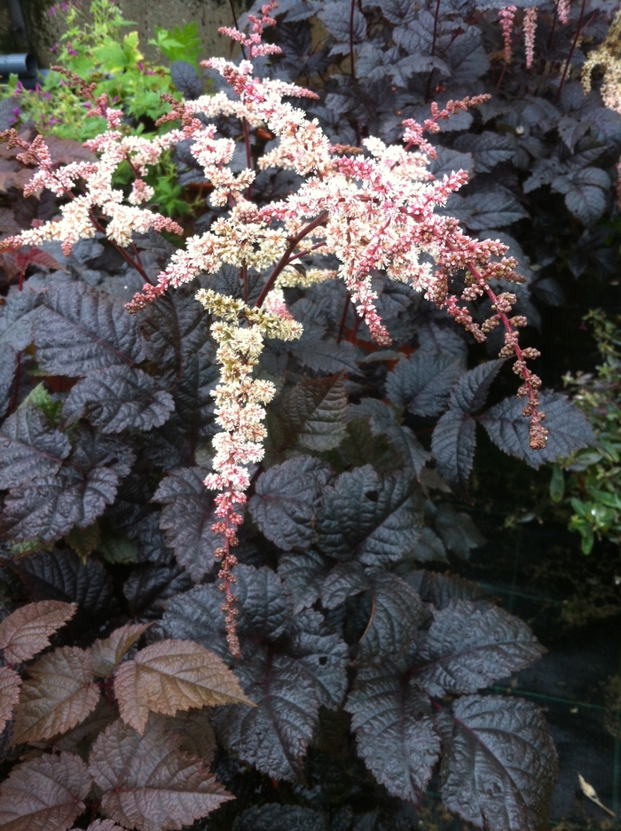 Astilbe - Astilbe 'Chocolate Shogun' from E.C. Brown's Nursery Astilbe - Astilbe 'Chocolate Shogun' from E.C. Brown's Nursery