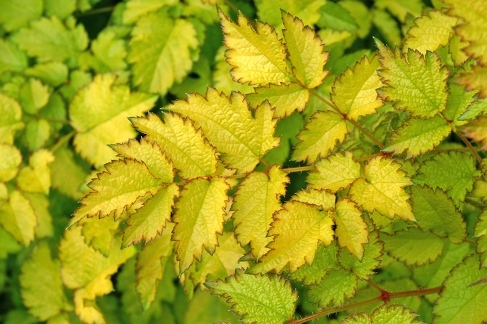 Color Flash® Astilble - Astilbe arendsii 'Color Flash® Lime' from E.C. Brown's Nursery