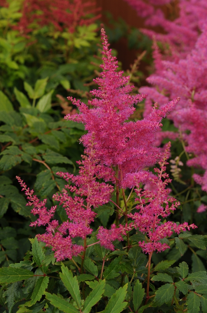 False Spirea - Astilbe 'Younique Lilac' from E.C. Brown's Nursery