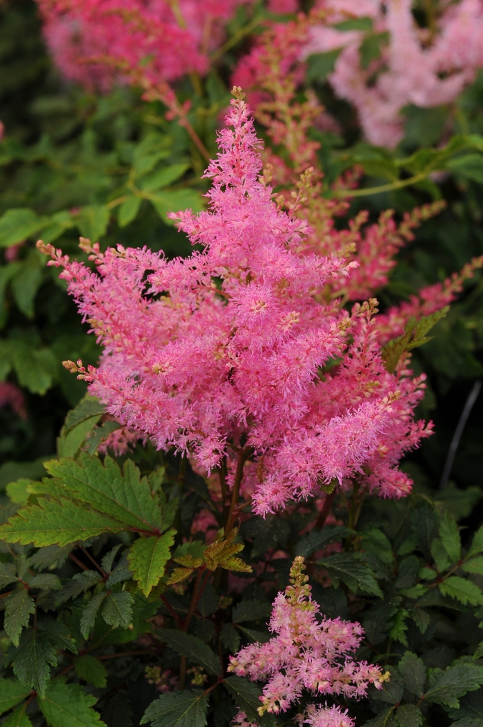 Younique™ Pink - Astilbe japonica (False Spirea) from E.C. Brown's Nursery Younique™ Pink - Astilbe japonica (False Spirea) from E.C. Brown's Nursery