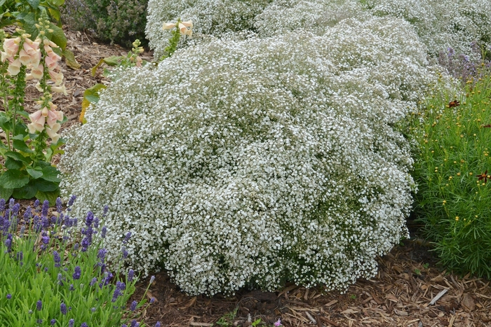 Summer Sparkles® Baby's Breath - Gypsophila paniculata 'Summer Sparkles®' from E.C. Brown's Nursery Summer Sparkles® Baby's Breath - Gypsophila paniculata 'Summer Sparkles®' from E.C. Brown's Nursery