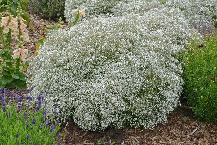 Summer Sparkles® Baby's Breath - Gypsophila paniculata 'Summer Sparkles®' from E.C. Brown's Nursery