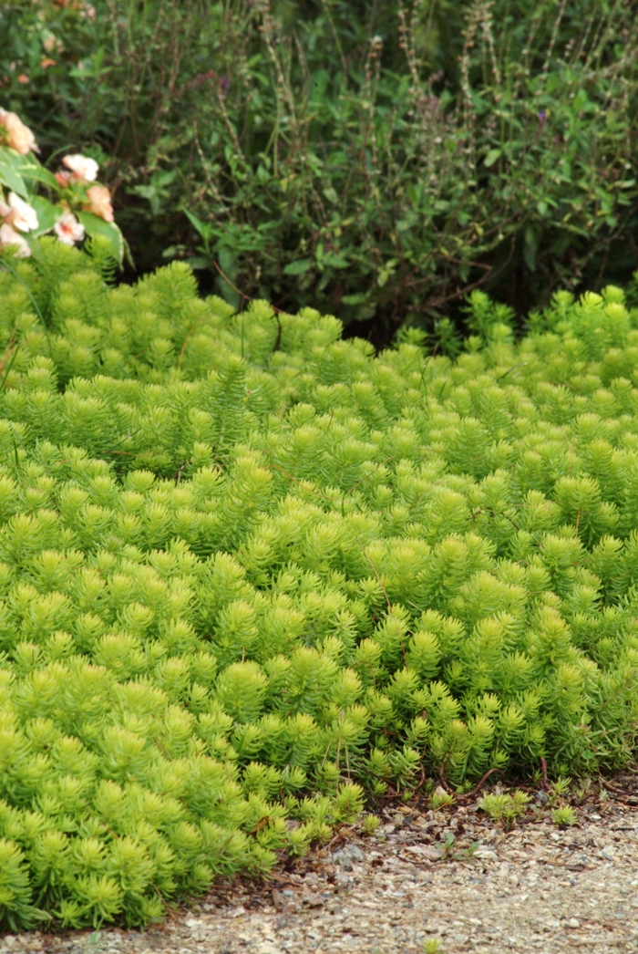 'Angelina' - Sedum rupestre 'Angelina' from E.C. Brown's Nursery 'Angelina' - Sedum rupestre 'Angelina' from E.C. Brown's Nursery
