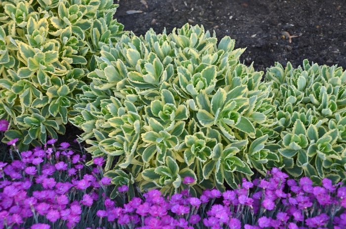 Autumn Charm™ Stonecrop - Sedum telephium 'Autumn Charm™' from E.C. Brown's Nursery