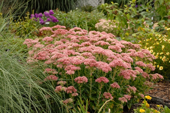  'Autumn Fire' - Sedum hybrid from E.C. Brown's Nursery