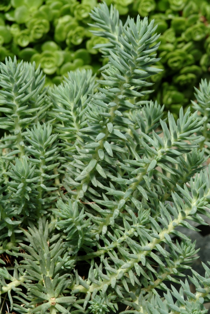 Blue Spruce Stonecrop - Sedum reflexum 'Blue Spruce' (Stonecrop) from E.C. Brown's Nursery Blue Spruce Stonecrop - Sedum reflexum 'Blue Spruce' (Stonecrop) from E.C. Brown's Nursery