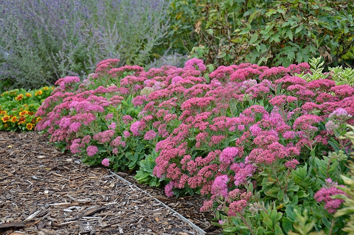 'Carl' - Sedum spectabile from E.C. Brown's Nursery 'Carl' - Sedum spectabile from E.C. Brown's Nursery
