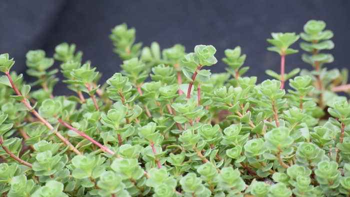 Stonecrop - Sedum spurium 'John Creech' from E.C. Brown's Nursery Stonecrop - Sedum spurium 'John Creech' from E.C. Brown's Nursery