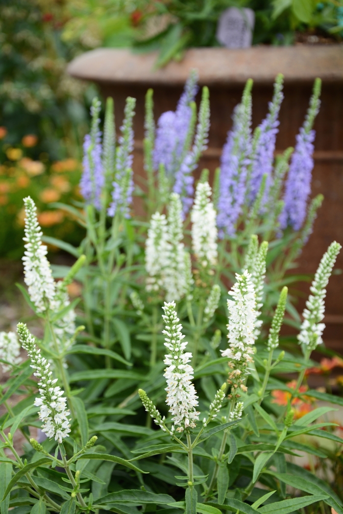 Moody Blues® White - Veronica (Speedwell) from E.C. Brown's Nursery Moody Blues® White - Veronica (Speedwell) from E.C. Brown's Nursery