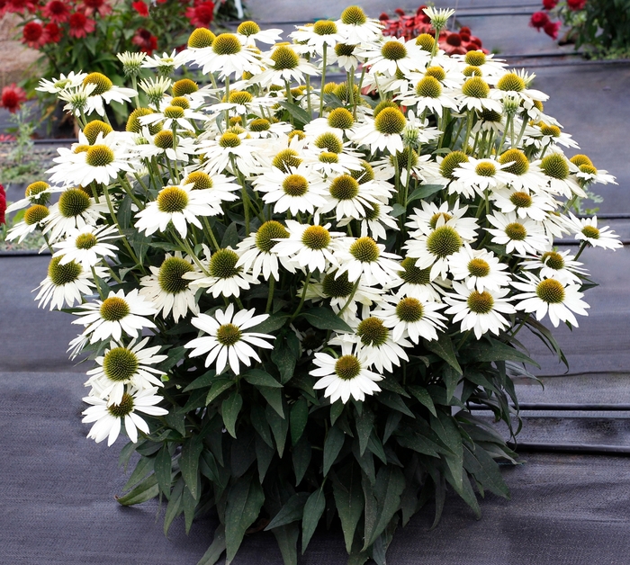 Kismet® White Coneflower - Echinacea hybrid from E.C. Brown's Nursery