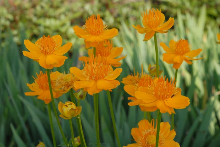 Globe Flower - Trollius 'Golden Queen' from E.C. Brown's Nursery