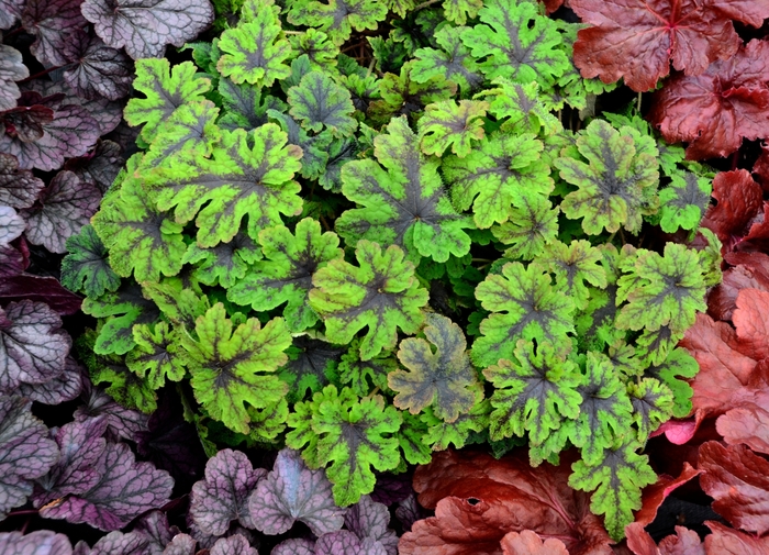 'Fingerpaint' Foamflower - Tiarella from E.C. Brown's Nursery