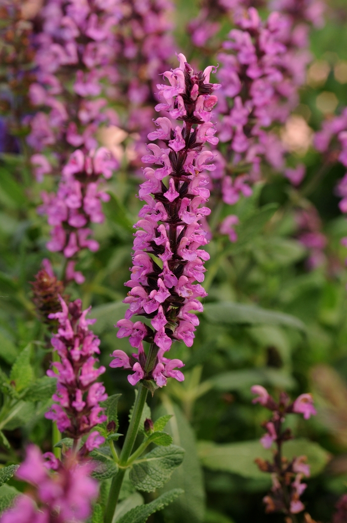 Meadow Sage - Salvia nemorosa 'Ballerina Pink' from E.C. Brown's Nursery