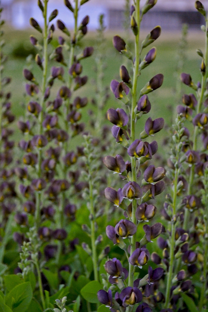 Decadence® 'Dark Chocolate' - Baptisia hybrid from E.C. Brown's Nursery Decadence® 'Dark Chocolate' - Baptisia hybrid from E.C. Brown's Nursery