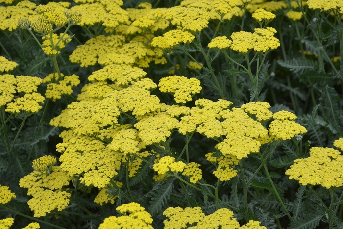 'Sassy Summer Lemon' Yarrow - Achillea millefolium from E.C. Brown's Nursery 'Sassy Summer Lemon' Yarrow - Achillea millefolium from E.C. Brown's Nursery