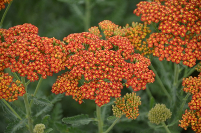 'Sassy Summer Sunset' Yarrow - Achillea millefolium from E.C. Brown's Nursery