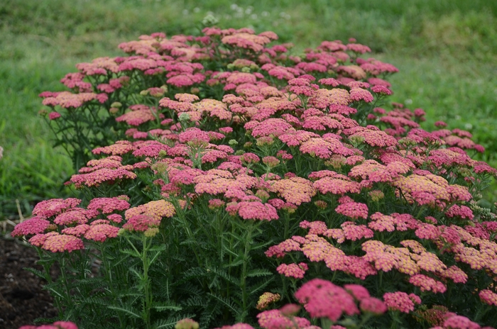 'Sassy Summer Taffy' Yarrow - Achillea millefolium from E.C. Brown's Nursery 'Sassy Summer Taffy' Yarrow - Achillea millefolium from E.C. Brown's Nursery
