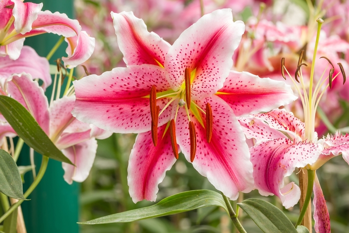 Oriental Lily - Lilium 'Journey's End' from E.C. Brown's Nursery Oriental Lily - Lilium 'Journey's End' from E.C. Brown's Nursery