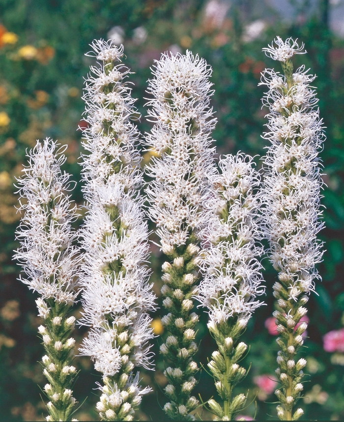 Gayfeather - Liatris spicata 'Alba' from E.C. Brown's Nursery