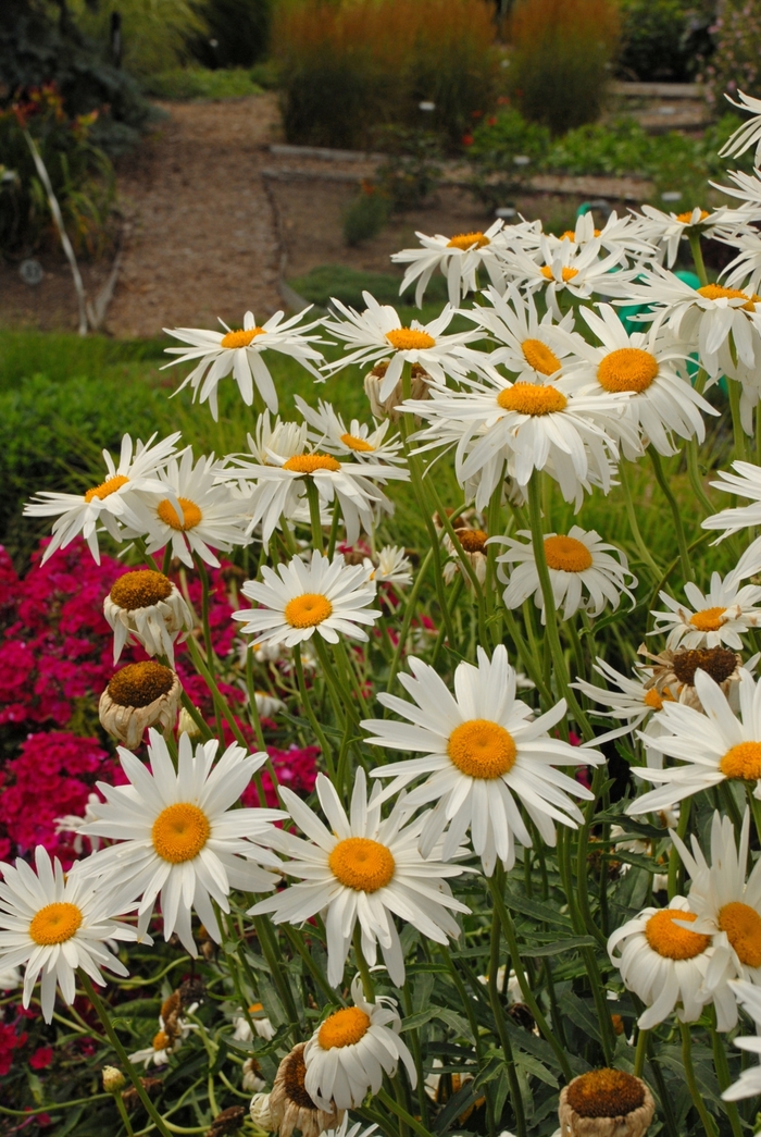 'Alaska' Shasta daisy - Leucanthemum x superbum from E.C. Brown's Nursery 'Alaska' Shasta daisy - Leucanthemum x superbum from E.C. Brown's Nursery