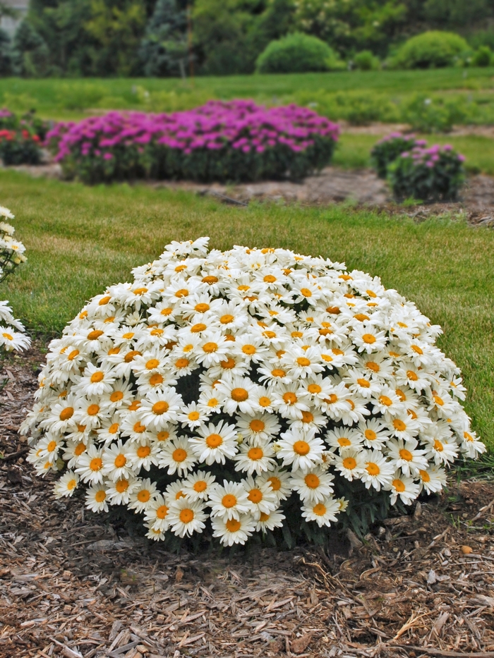 'Whoops A Daisy' Shasta Daisy - Leucanthemum x superbum from E.C. Brown's Nursery 'Whoops A Daisy' Shasta Daisy - Leucanthemum x superbum from E.C. Brown's Nursery