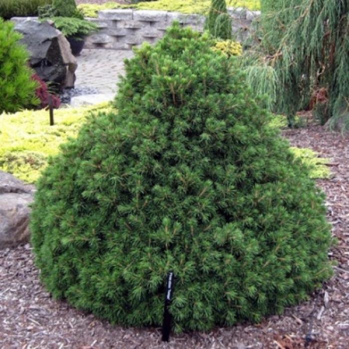 Tompa Norway Spruce - Picea abies 'Tompa' (Norway Spruce) from E.C. Brown's Nursery