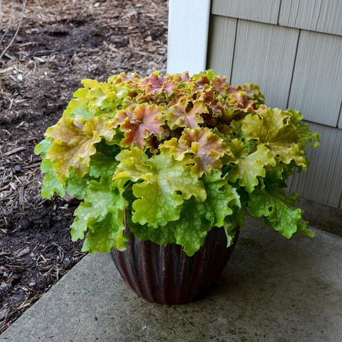 Dolce® Apple Twist - Heuchera 'Apple Twist' (Coral Bells) from E.C. Brown's Nursery