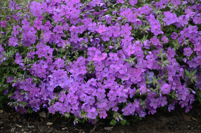 'Purple Sprite' Creeping Phlox - Phlox from E.C. Brown's Nursery 'Purple Sprite' Creeping Phlox - Phlox from E.C. Brown's Nursery