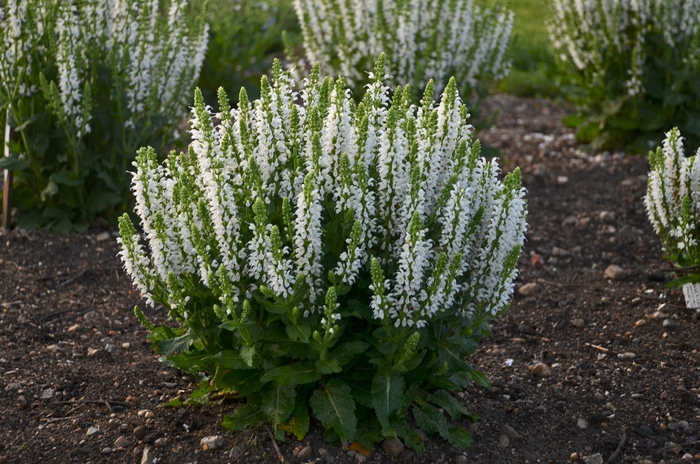 Meadow Sage - Salvia nemorosa 'Bumblesnow' from E.C. Brown's Nursery