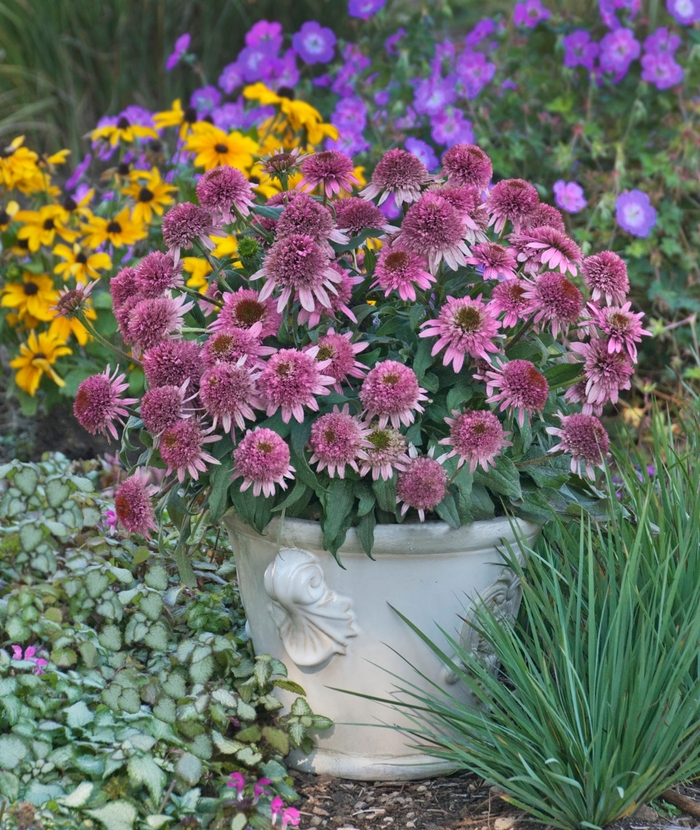 Cone-fections™ 'Butterfly Kisses' - Echinacea purpurea (Coneflower) from E.C. Brown's Nursery