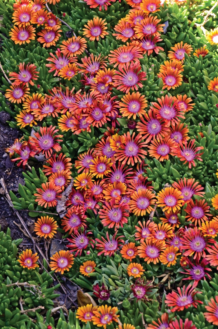 Fire Spinner® Ice Plant - Delosperma hybrid 'Fire Spinner' from E.C. Brown's Nursery