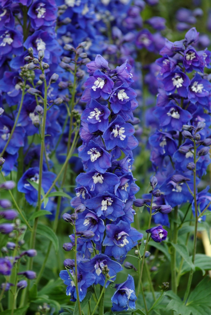 'Dasante Blue' - Delphinium elatum from E.C. Brown's Nursery