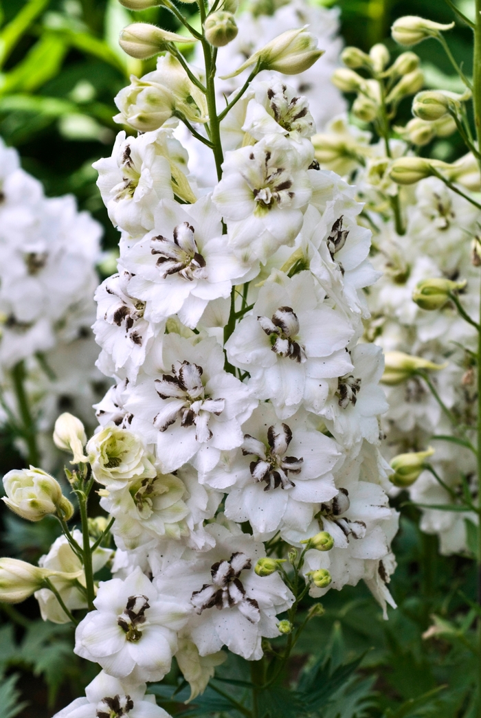 New Millennium Delphinium - Delphinium elatum 'Black Eyed Angel' from E.C. Brown's Nursery