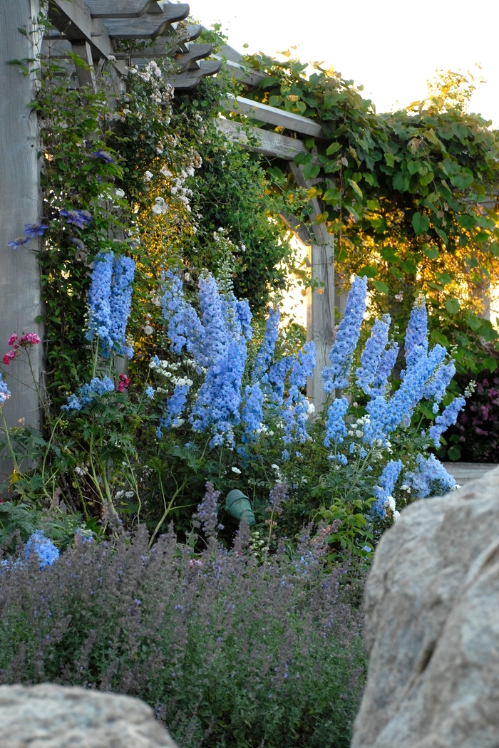 Bee Larkspur - Delphinium elatum 'Blue Lace' from E.C. Brown's Nursery Bee Larkspur - Delphinium elatum 'Blue Lace' from E.C. Brown's Nursery