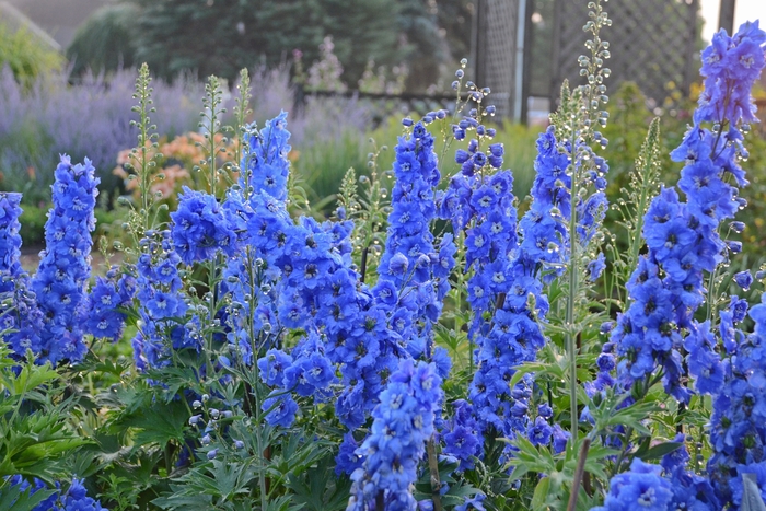 Delphinium - Delphinium elatum 'New Millennium Cobalt Blue' from E.C. Brown's Nursery Delphinium - Delphinium elatum 'New Millennium Cobalt Blue' from E.C. Brown's Nursery