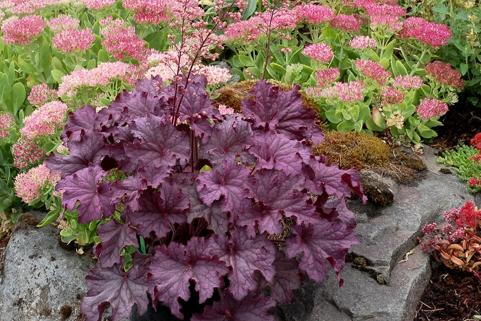 Coral Bells - Heuchera 'Grande Amethyst' from E.C. Brown's Nursery Coral Bells - Heuchera 'Grande Amethyst' from E.C. Brown's Nursery