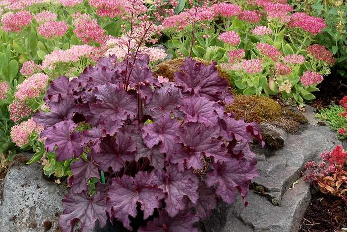 Coral Bells - Heuchera 'Grande Amethyst' from E.C. Brown's Nursery