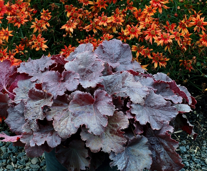 Northern Exposure™ 'Black' - Heuchera (Coral Bells) from E.C. Brown's Nursery Northern Exposure™ 'Black' - Heuchera (Coral Bells) from E.C. Brown's Nursery