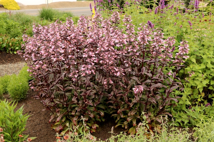 Beardtongue - Penstemon digitalis 'Dakota Burgundy' from E.C. Brown's Nursery