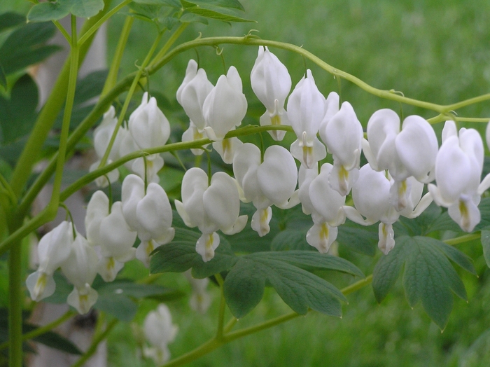 White Bleeding Heart - Dicentra spectabilis 'Alba' from E.C. Brown's Nursery White Bleeding Heart - Dicentra spectabilis 'Alba' from E.C. Brown's Nursery