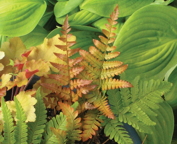 Autumn Fern - Dryopteris erythrosora 'Brilliance' from E.C. Brown's Nursery Autumn Fern - Dryopteris erythrosora 'Brilliance' from E.C. Brown's Nursery